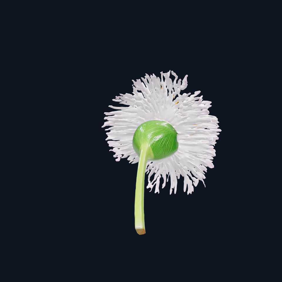 Realistic Aster Flower Model Pack